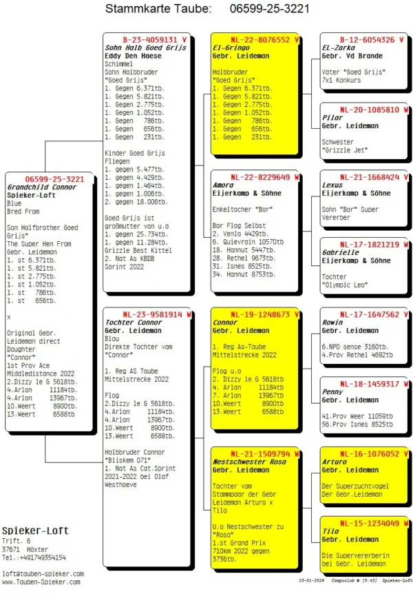DV 6599-25-3221 Femela Spieker Loft SUPER TOP tata este semifrate cu Goed Grijs Fratii Leideman mama este fiica Conor Fratii Leideman