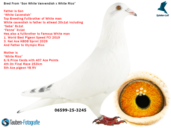 DV 6599-25-3245 Mascul Spieker Loft nepot White Cavendich farte bun cu White Man tatal lui Olympic Rico, mamam este o super zburatoare Pitbull777 x Olympic Rico