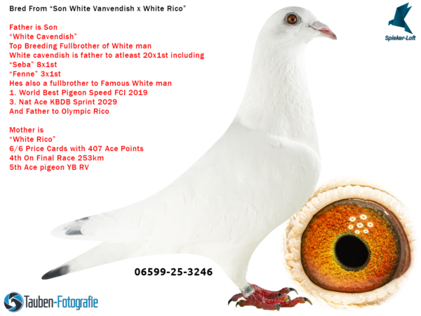 3246 DV 6599-25-3246 Femela Spieker Loft nepoata White Cavendich farte bun cu White Man tatal lui Olympic Rico, mamam este o super zburatoare Pitbull777 x Olympic Rico