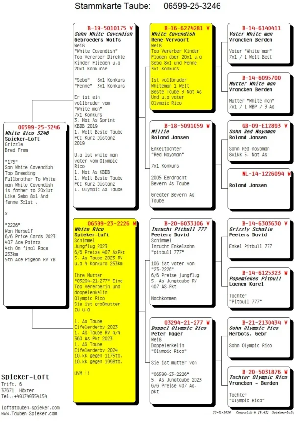 DV 6599-25-3246 Femela Spieker Loft nepoata White Cavendich farte bun cu White Man tatal lui Olympic Rico, mamam este o super zburatoare Pitbull777 x Olympic Rico