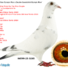 DV 06599-25-3285 Femela Spieker Loft nepoata consangvina OLYMPIC RICO 1 Olympic ACE YB CAT. F  1 Nat Ace KBDB YB Short Distance2020  1 WolrdBest Pigeon  1 Laon        2924p  1 Laon         274p  2 Laon        4451p  3 Chimay      3654p  3 Chimay       239p  8 Dizy        4982p  12 Vervins    5077p