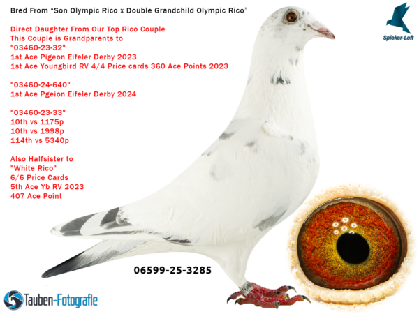 3285 DV 06599-25-3285 Femela Spieker Loft nepoata consangvina OLYMPIC RICO 1 Olympic ACE YB CAT. F 1 Nat Ace KBDB YB Short Distance2020 1 WolrdBest Pigeon 1 Laon 2924p 1 Laon 274p 2 Laon 4451p 3 Chimay 3654p 3 Chimay 239p 8 Dizy 4982p 12 Vervins 5077p
