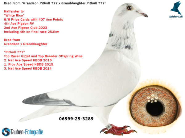 DV 6599-25-3289 Mascul Spieker Loft DUBLU stranepot PITBUL777 Rudy van Reeth