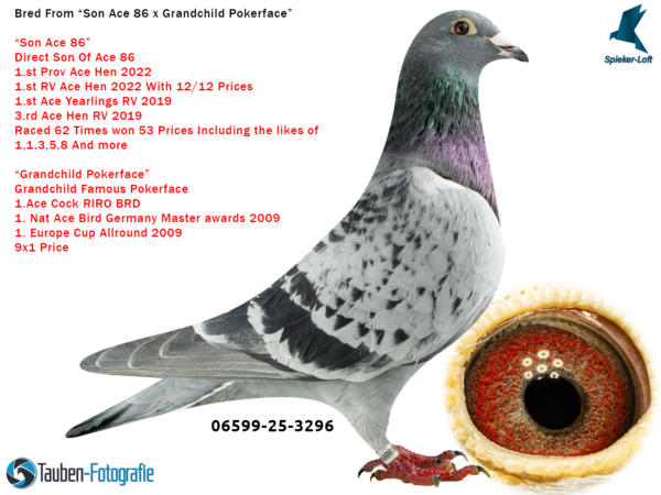 DV 6599-25-3296 Femela Spieker Loft