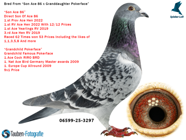 3297 DV 6599-25-3297 Femela Spieker Loft, o combinatie intre Pokerface Andreas Drapa. Kittel Dirk van den Bulk si Anton Feldotto