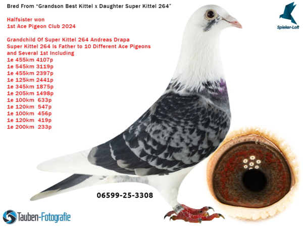 DV 6599-25-3308 Mascul Spieker Loft Tatal nepot Best Kittel, mama este fiica din "Super KITTEL 264" super reproducator in mai multe generatii, doi  descendenti au castical locul 2 si 3 in finala AFRICA PRO 2025