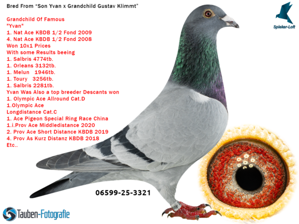 3321 DV 6599-25-3321 Mascul Spieker Loft Nepot Yvan Familia Herbots locul 1 National Demifond, mama este nepoata Gustav Klimt Steffel