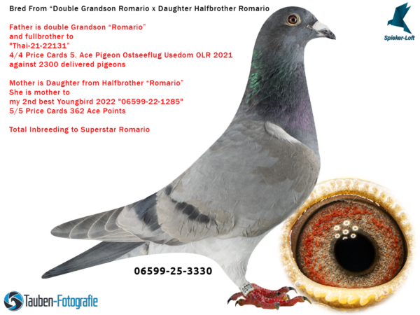 3330 DV 6599-25-3330 Mascul Spieker Loft Consangvin Romario Jorg Hallmann