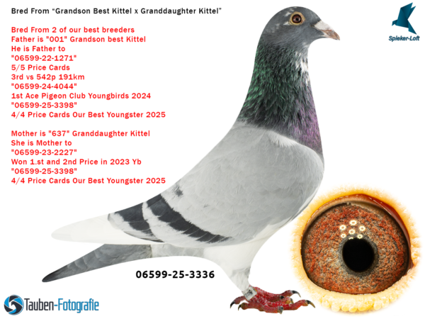 DV 6599-25-3336 Mascul Spieker Loft Tatal nepot Best Kittel si un foarte bun reproducator al crescatoriei, mama nepoata Kittel Dirk van den Bulk foarte buna reproducatoare