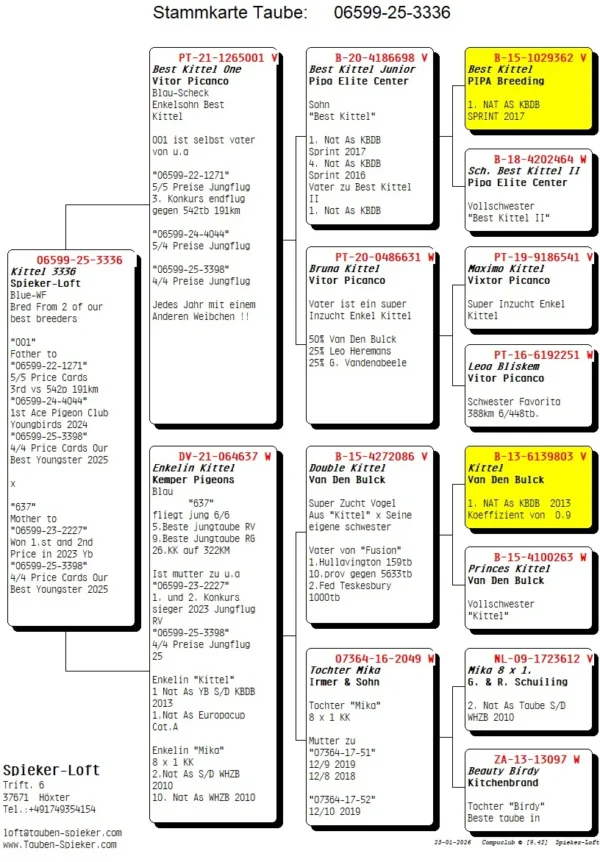 DV 6599-25-3336 Mascul Spieker Loft Tatal nepot Best Kittel si un foarte bun reproducator al crescatoriei, mama nepoata Kittel Dirk van den Bulk foarte buna reproducatoare