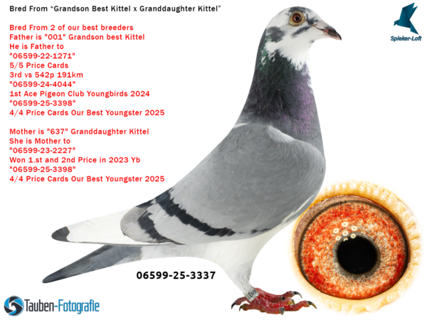 3337 DV 6599-25-3337 Mascul Spieker Loft Tatal nepot Best Kittel si un foarte bun reproducator al crescatoriei, mama nepoata Kittel Dirk van den Bulk foarte buna reproducatoare