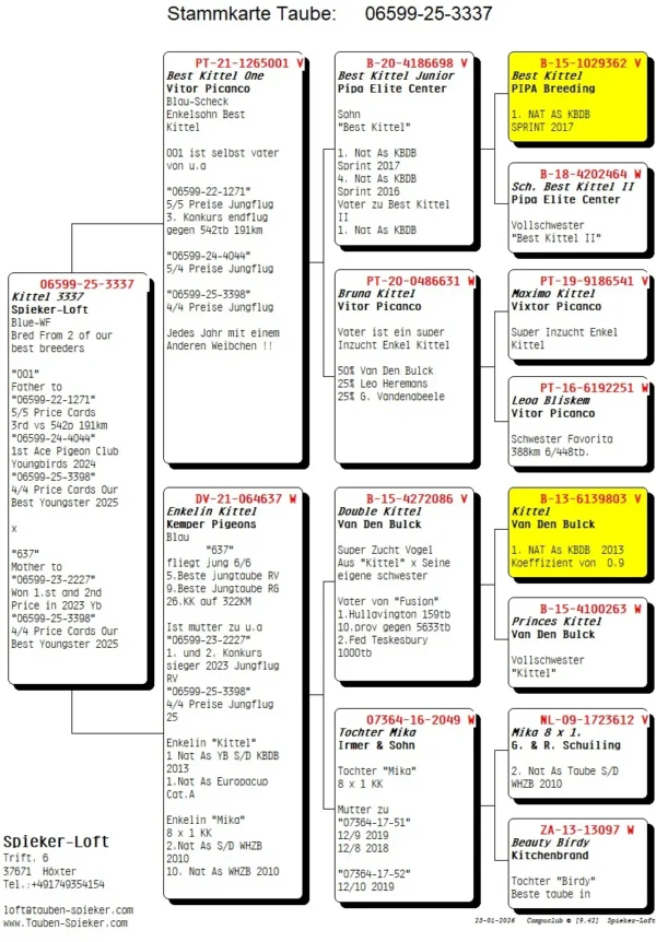 DV 6599-25-3337 Mascul Spieker Loft Tatal nepot Best Kittel si un foarte bun reproducator al crescatoriei, mama nepoata Kittel Dirk van den Bulk foarte buna reproducatoare
