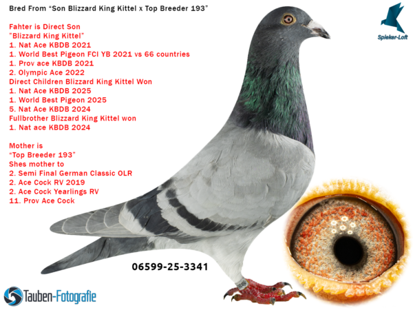 3341 DV 06599-25-3341 Mascul Spieker Loft nepot din Blizzard King Kittel, 1.NAT ACE KBDB 2021 BEST & YOUNGB KBDB ACE SINCE DE KITTEL 1. WORLD BP FCI YB'21 1. PROV ACE KBDB 2021 2.OLYMPIC ACE 2022 3. NOYON 2170p 3. NOYON 2062p 4. NOYON 3564p 4. NOYON 3266p 5. NOYON 3765p 10. NOYON 3452p