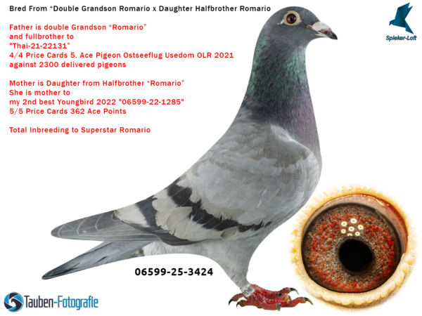 DV 6599-25-3424 Femela Spieker Loft Consangvina Romario Jorg Hallmann, tatal este dublu nepot Romario, mama este reprodusa din semifrate Romario