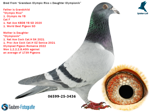 DV 6599-25-3436 M Spieker Loft Tatat este nepot Olympic Rico mama este fiica din Olympionik