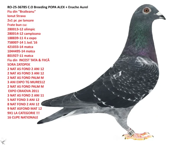 RO-25-36785 LIPSA TALON !!! C.O Breeding POPA ALEX + Enache Aurel nepo ZATOPEK  2 NAT AS FOND 2 ANI 12 2 NAT AS FOND 3 ANI 12 2 NAT AS FOND PALM M 3 ANI EXPO TG MURES12 2 NAT AS FOND PALM M  EXPO CRAIOVA 2011 3 NAT AS FOND 2 ANI 11 5 NAT FOND 3 ANI 12 8 NAT FOND 2 ANI 12 9 NAT ASFOND MAT 12