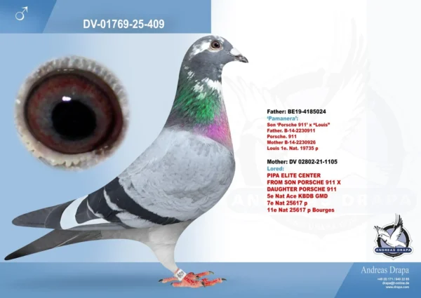 409 DV 1769-25-409 Mascul Andreas Drapa nepot Porsche 911 si Lousie super consangvin pe 911 Pipa Elite Center