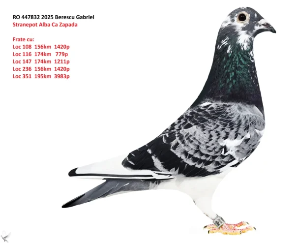RO 447832 2025 Mascul Berescu Gabriel Stranepot Alba Ca Zapada  Frate cu: Loc 108  156km  1420p Loc 116  174km   779p Loc 147  174km  1211p Loc 236  156km  1420p Loc 351  195km  3983p
