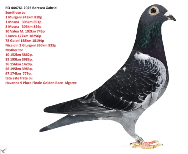 RO 444761 2025 Femela Berescu Gabriel Semifrate cu : 651018 7 etape viteaza  1 demifond 4 fonduri 2200km a cl. 2  71JUD.VITEZA M.2024-2025 162 JUD.VITEZA P.2024 189 JUD.VITEZA T.2025  Frate cu : 10/3862 P/151 KM 35/3983 P/194 KM 36/1420 P/156 KM 56/3983 P/194 KM 67/779 P/173 KM 91/779 P/173 KM 120/3691 P/194 KM 302/7473 P/156 KM