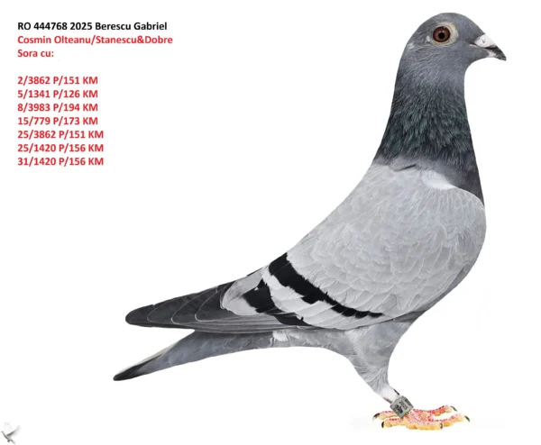 RO 444768 2025 Femela Berescu Gabriel Sora cu:  2/3862 P/151 KM 5/1341 P/126 KM 8/3983 P/194 KM 15/779 P/173 KM 25/3862 P/151 KM 25/1420 P/156 KM 31/1420 P/156 KM