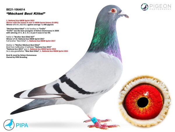 DV 1769-25-782 Mascul Andreas Drapa DUBLU nepot Mechant Best Kittel Pipa Breeding 1 nat Ace Speed KBDB 2022 7 x Locul 1