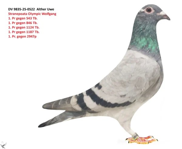 522 poza DV 9835-25-0522 Alther Uwe Olympic 495 2017 5/5 Pr 2018 12/11 Pr 2019 12/12 Pr 2020 11/9 Pr 2021 10/9 P, Olympic Wolfgang fliegt : 1. Pr gegen 543 Tb. 1. Pr gegen 846 Tb. 1. Pr gegen 1124 Tb. 1. Pr gegen 1187 Tb. 1. Pr. gegen 2947