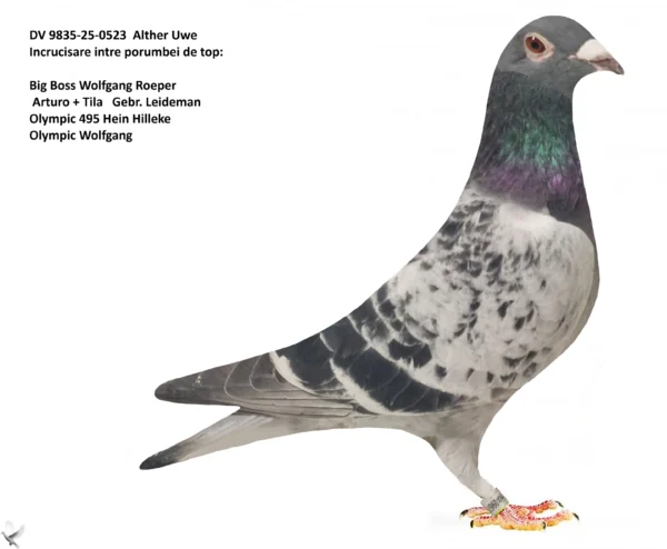 523 poza DV 9835-25-0523 Alther Uwe 100% Wolfgang Roeper , combinatie intre Olympic 495, Olympic Wolfgang, Arturo + Tila fratii Leideman