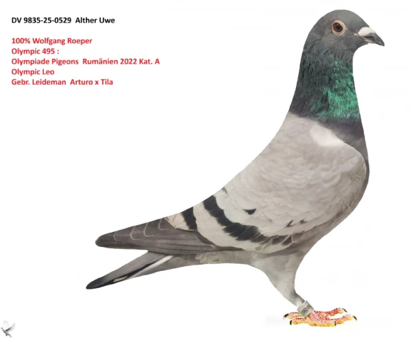 529 poza DV 9835-25-0529 Alther Uwe 100% Wolfgang Roeper Olympic 495 : Olympiade Pigeons Rumänien 2022 Kat. A Olympic Leo Gebr. Leideman Arturo x Tila