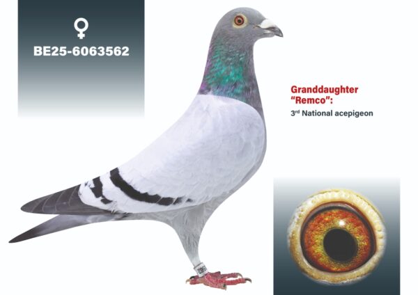 BE 2025/6063562 Femela Jef Lauwereys nepoata"Remco" 3e  Nationale asduif snelheid  KBDB 2018