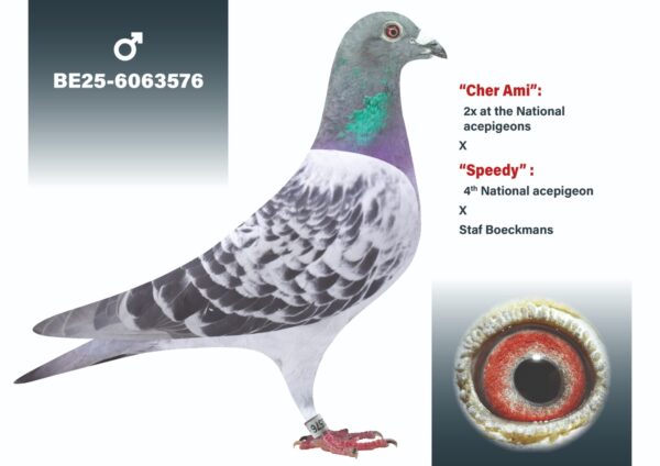 BE 2025/6063576 Jef Lauwereys  Mascul zburat in belgia 6/178,1  0/76,   13/107,   22 /169,   23/453,   31/886,  nepot Boeckmans Staf "Valen Dirk"  fiu din  "Blauwe Staf": 1e  Nationale asduif snelheid