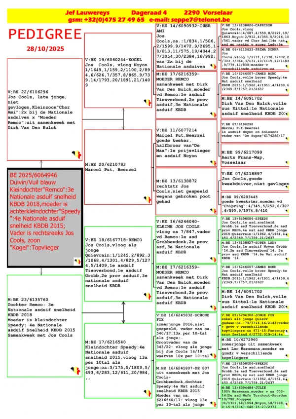 BE 2025/6064946 Femela Jef Lauwereys nepoata -REMCO Jos Cools  Quievrain:1/1245,2/892,3 /1068,4/1301,4/829,5/127 4,5/1409,1e asduif  Tienverbond,1e asduif  Grobb,2e prov asduif,3e  nationale asduif  snelheid KBDB