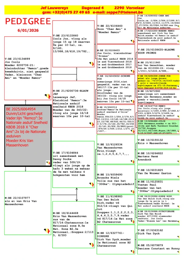BE 2025/606495 Femela Jef Lauwereys  Kris Van Massenhoven nepoata din cei mai buni reproducatori ai lui porumbei de Van den Bulk