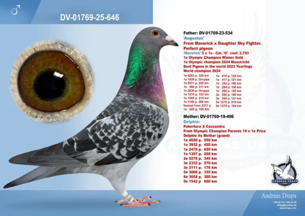 646 DV 1769-25-646 Femela Andreas Drapa Tatal este fiu din Maverick, mama este fiica din Pokerface si o foarte buna reproducatoare la randul ei!!!