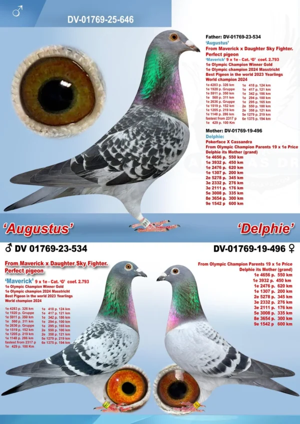 DV 1769-25-646 Femela Andreas Drapa Tatal este fiu din Maverick, mama este fiica din Pokerface si o foarte buna reproducatoare la randul ei!!!