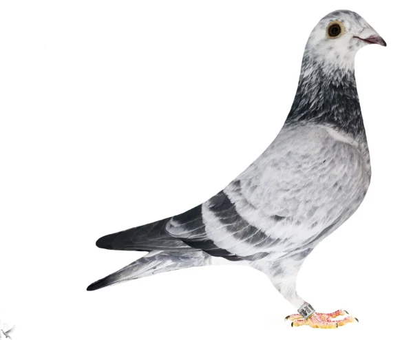 RO 652116 2025 Mascul Tamas Dorin Nepot Locul 1 National Demifond 20219 Antofie Catalin