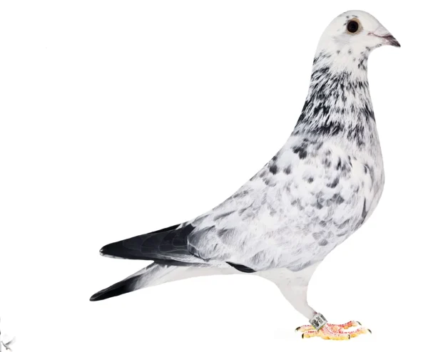 RO  652127 2025 Femela Tamas Dorin Trimpla stranepoataSilver Lame Lemnaru Cristian