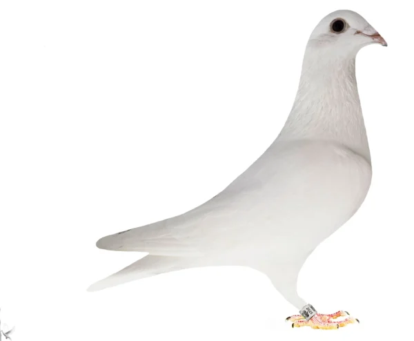 RO 652130 2025 Mascul Tamas Dorin Dublu stranepot Silver Lame  Lemmnaru Cristian