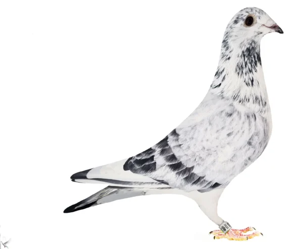 RO 652169 2025 Mascu l Tamas Dorin mama orig. Cosmin Olteanu , van de brande fiica din super reproducatoarea 922