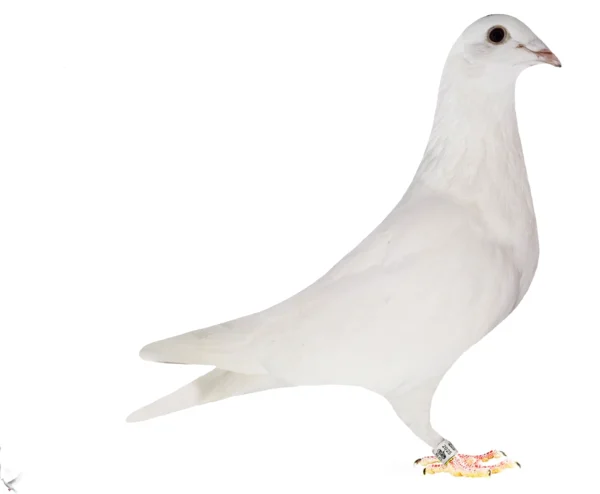 RO 652164 2025 Femela Tamas Dorin porumbel Alb din porumbei zburati  inclusiv la maraton