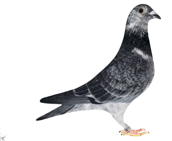 RO 652165 2025 Mascul Tamas Dorin Tatat este frate cu locul 4 national Viteza Pui 2022