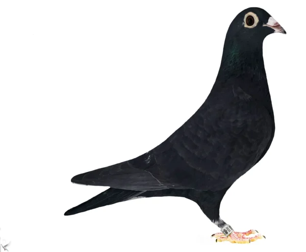 RO 652178 2025 Femela Tamas Dorin tatal Nini Sandu fiu din locul 12 national general M+Y, mama 100% Stefan Lambrecht