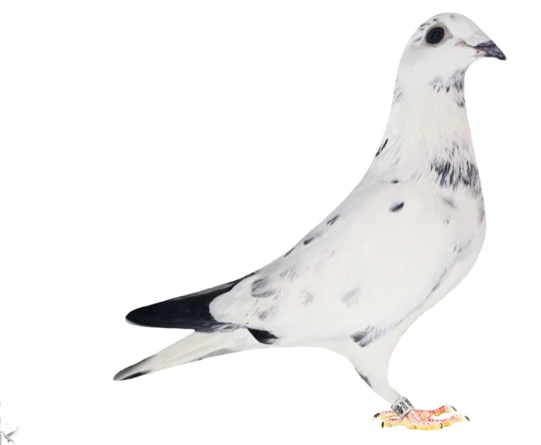 RO 652184 2025 Mascul Tamas Dorin Fiu din Luky si  Yvona super zburatori !!!