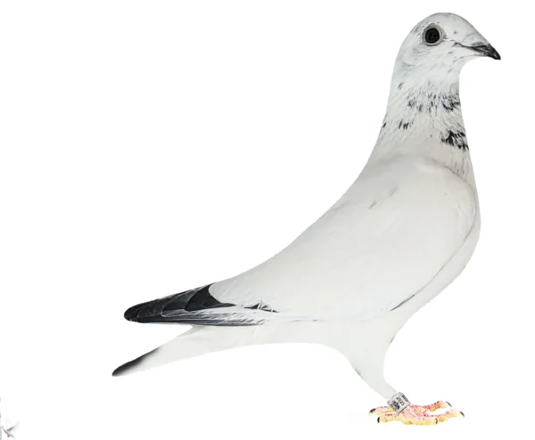 RO 652194 2025 Femela Tamas Dorin UNICAT nepoata din Silver Lame Junior, un mega reproducator in crescatoria Stanescu & Dobre