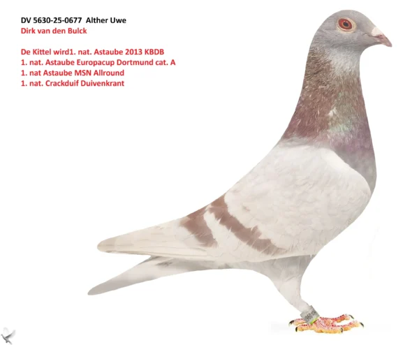 677 poza DV 5630-25-0677 Alther Uwe 100% Dirk van den Bulck De Kittel wird 1. nat. Astaube 2013 KBDB 1. nat. Astaube Europacup Dortmund cat. A 1. nat Astaube MSN Allround