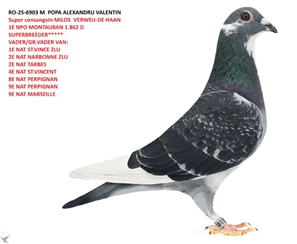 RO-25-6903 M POPA ALEXANDRU VALENTIN  nepot MILOS VERWEIJ-DE HAAN  1E NPO MONTAUBAN 1.862 D SUPERBREEDER***** VADER/GR.VADER VAN: 1E NAT ST.VINCE ZLU 2E NAT NARBONNE ZLU 2E NAT TARBES 4E NAT ST.VINCENT 8E NAT PERPIGNAN 9E NAT PERPIGNAN 9E NAT MARSEILLE