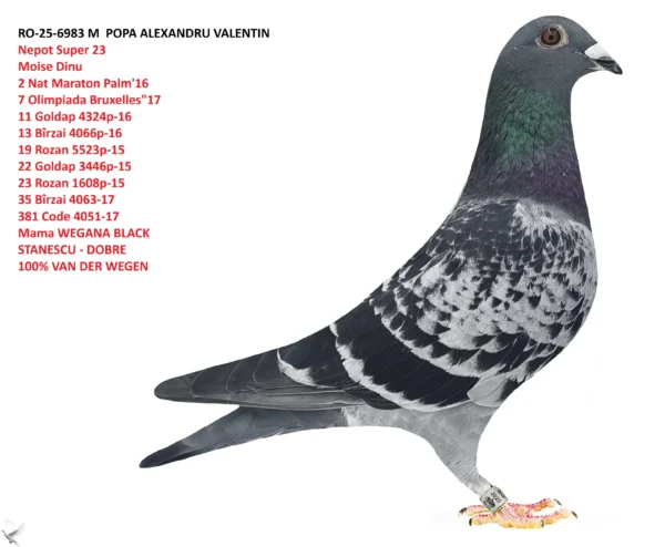 RO-25-6983 M POPA ALEXANDRU VALENTIN nepot  Super 23 Moise Dinu  2 Nat Maraton Palm'16 7 Olimpiada Bruxelles"17 11 Goldap 4324p-16 13 Bîrzai 4066p-16 19 Rozan 5523p-15 22 Goldap 3446p-15 23 Rozan 1608p-15 35 Bîrzai 4063-17 381 Code 4051-17