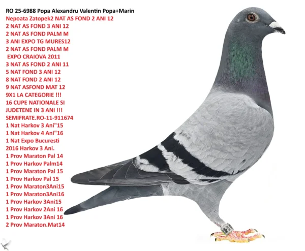 RO-25-6988 Mascul POPA ALEXANDRU VALENTIN nepot ZATOPEK 2 NAT AS FOND 2 ANI 12 2 NAT AS FOND 3 ANI 12 2 NAT AS FOND PALM M 3 ANI EXPO TG MURES12 2 NAT AS FOND PALM M  EXPO CRAIOVA 2011 3 NAT AS FOND 2 ANI 11 5 NAT FOND 3 ANI 12 8 NAT FOND 2 ANI 12 9 NAT ASFOND MAT 12 9X1 LA CATEGORIE !!! 16 CUPE NATIONALE SI JUDETENE IN 3 ANI !!!