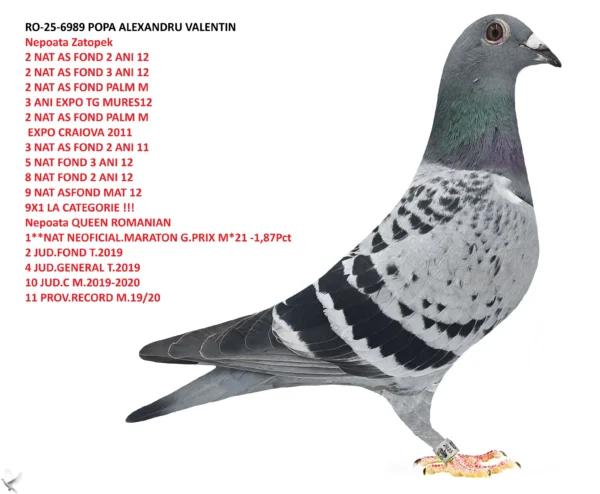 RO-25-6989 Femela POPA ALEXANDRU VALENTIN  Fiica 2 JUD.MARATON GP M.2020 2 JUD.E M.2020-2021 3 JUD.AS FOND T.2019 3 JUD.AS MARATON M.20/21 4 JUD.MARATON GP M.2021 5 JUD.RECORD AN M.19/20 6 JUD.IZIUM M.20/21 7 PROV.E M.20/21 8 PROV.MARATON GP M.2020 8 PROV.AS MARATON.20/21 8 JUD.FOND T.2019 8 JUD.GENERAL T.2019 8 JUD.AS MARATON M.2021 11 PROV.IZIUM M.20-21 14 JUD.AS MARATON M.2020 22 PROV.MARATON GP M.21 29 NAT.IZIUM M.2020-2021 30 PROV.AS FOND T.2019 35 JUD.C M.2019-2020 37 JUD.GENERAL M.2020 40 NAT.MARATON GP M.2020 45 NAT.E M.2020-2021