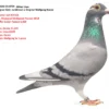 DV 5630-25-0729   Alther Uwe  Gebr.  Leideman x  Original Wolfgang  Roeper RAISSA 1. res. Olympiad  bird Speed Poznan 2018 1. Duffel 4,613 = fastest 6,969 'SIA' 1. prov. Genne  11,041 1. prov. Isnes 8,525 1. sprov. Quievrain , Olympic Wolfgang 5x1