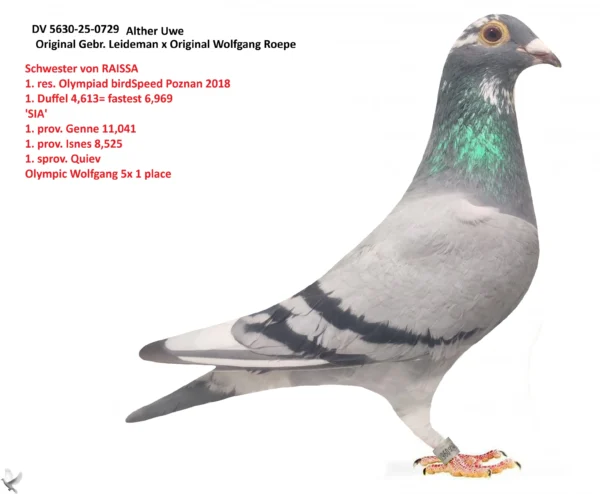 729 poza DV 5630-25-0729 Alther Uwe Gebr. Leideman x Original Wolfgang Roeper RAISSA 1. res. Olympiad bird Speed Poznan 2018 1. Duffel 4,613 = fastest 6,969 'SIA' 1. prov. Genne 11,041 1. prov. Isnes 8,525 1. sprov. Quievrain , Olympic Wolfgang 5x1